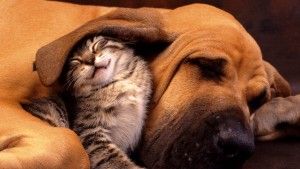 cute-dog-lovely-cat-funny-moment-sleeping-friendship-yellow-hair-1920x1080