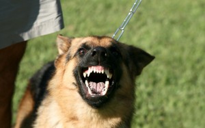 dog-bites-and-dog-attacks-bg