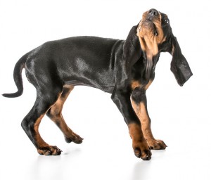 worried dog - black and tan coonhound with scared expression