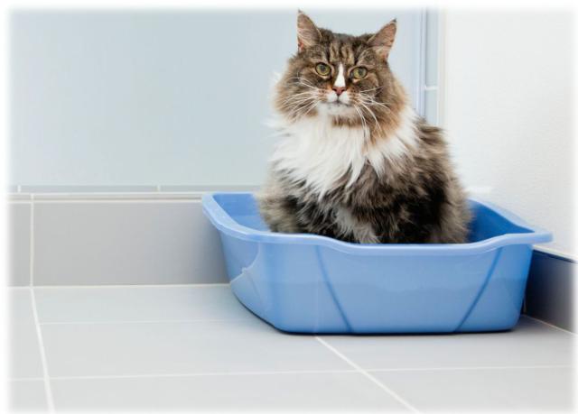 kedim-eve-tuvaletini-yapiyor-patiliyo-2