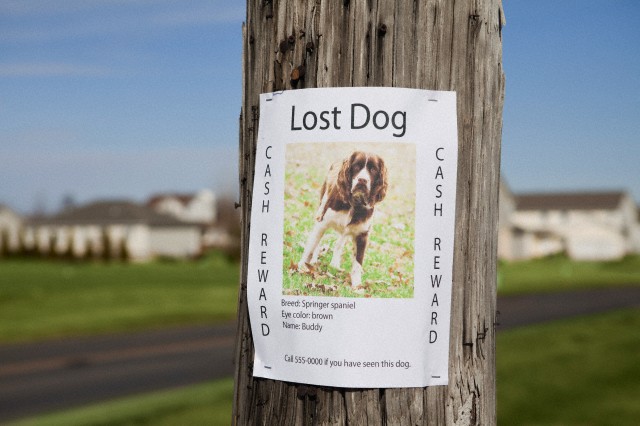 "Lost dog" post --- Image by © Vstock LLC/Tetra Images/Corbis