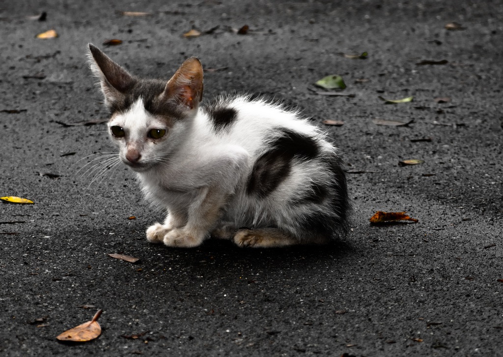 sokaktan-kedi-sahiplenmek-patiliyo-3