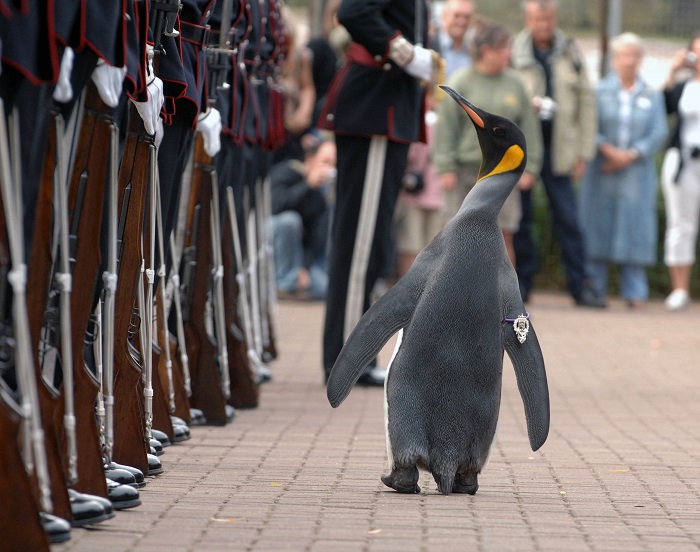 Nils Olav the Penguin inspects the Kings Guard of Norway after being bestowed with a knighthood at Edinburgh Zoo in Scotland. The King's Guard adopted the penguin as their mascot in 1972 during a visit to Edinburgh for the annual Military Tattoo. The tradition has stuck and each time the Guards visit the city, Nils Olav is promoted and invited to inspect the troops once more.