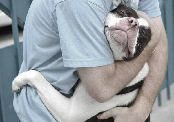dog-hug-human