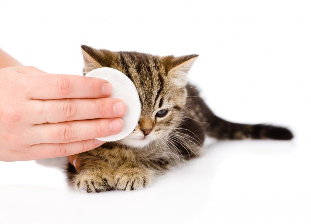 veterinary surgeon wipes eyes to a cat. isolated on white