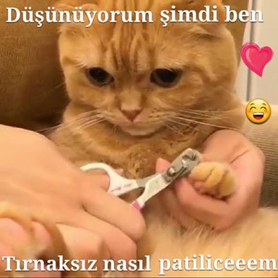 Komik Kedi Resmi Yazılı