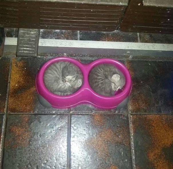 kediler her yerde uyuyabilir