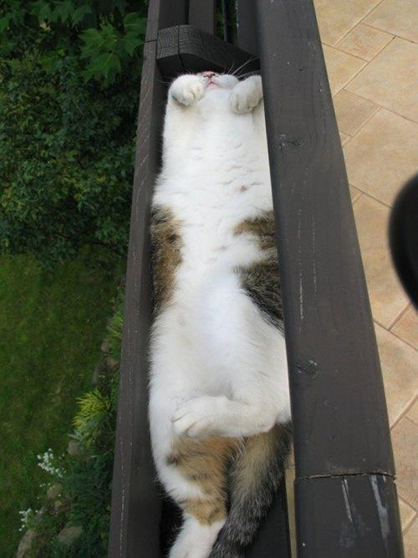 kediler-her-yerde-uyuyabilir-patiliyo-7