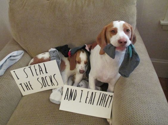 çorap hırsızı köpek
