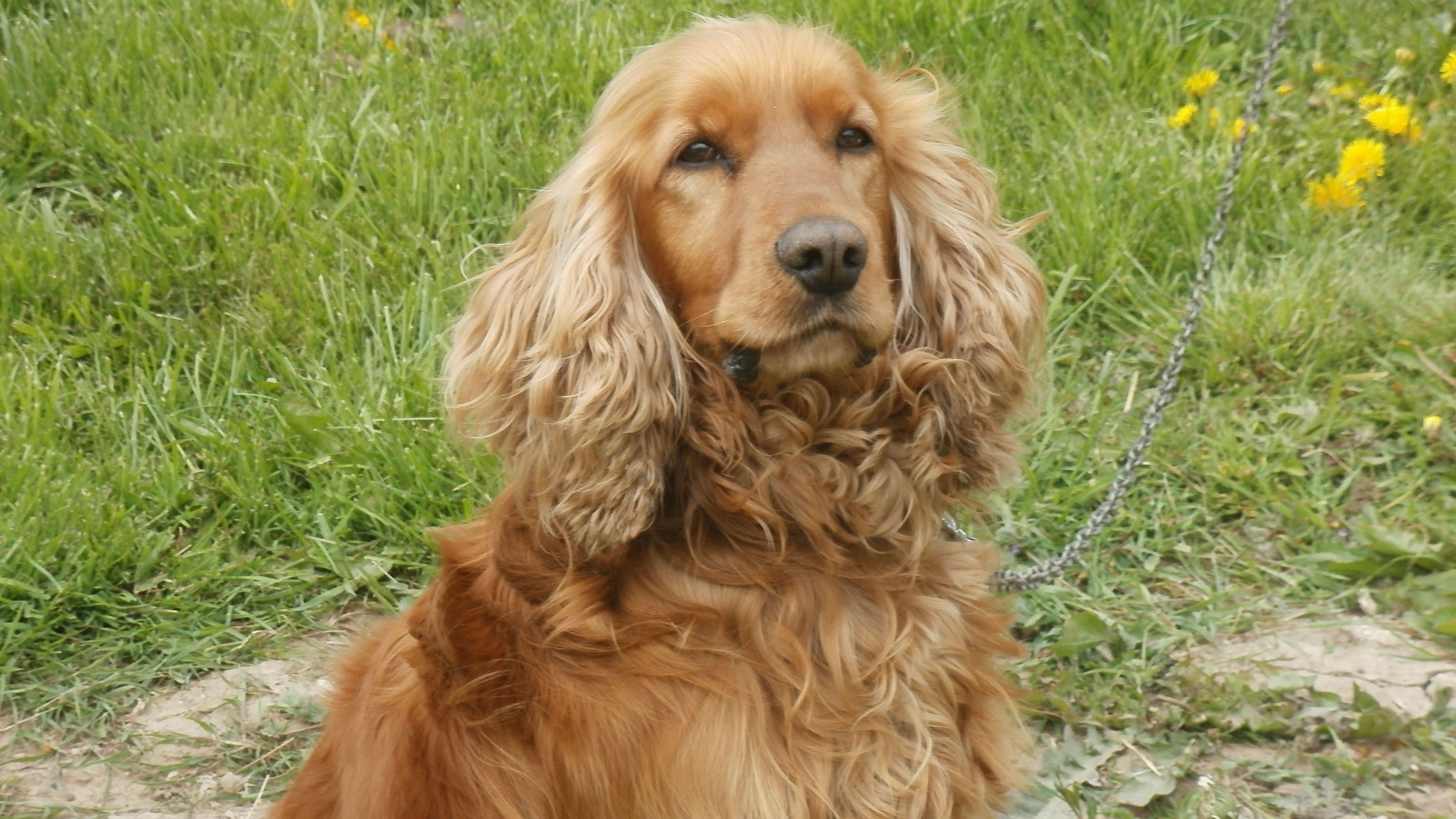 Ingiliz Cocker Spaniel Kopekle Patiliyo Com