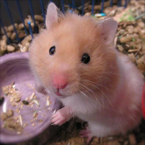 Hamsterlar, Hamster Bakımı, Hamster Özellikleri