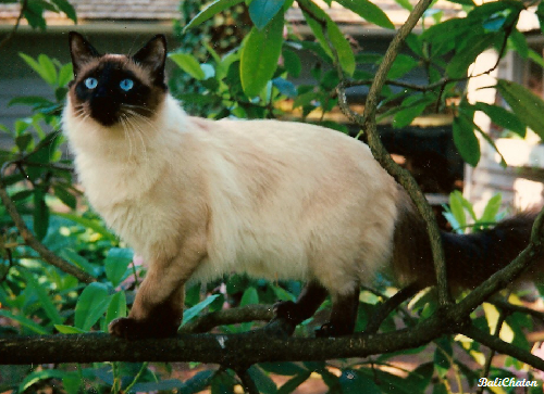 Balinese Kedi