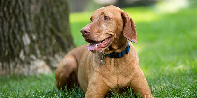 Dişi Köpek İsimleri ve Anlamları 