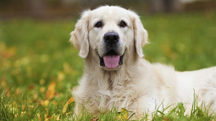 Dişi Köpek İsimleri ve Anlamları 