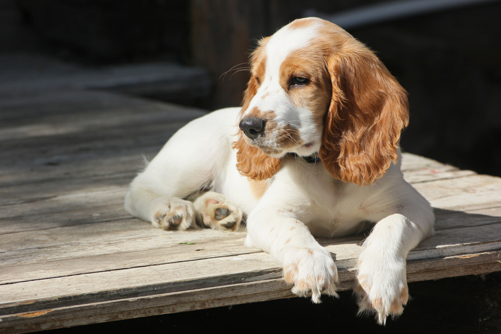 Dişi Köpek İsimleri ve Anlamları 