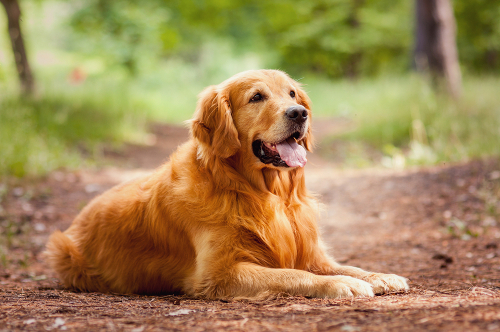 Yaratıcı Köpek Isimleri