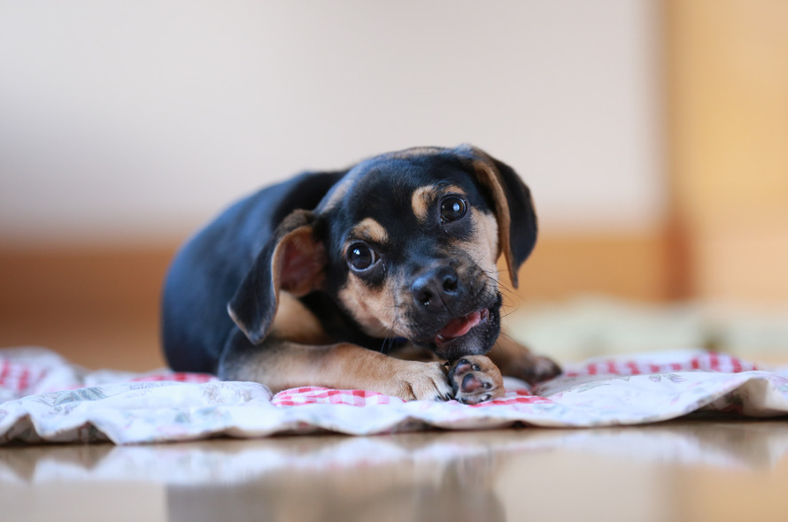 rottweiler köpek isimleri