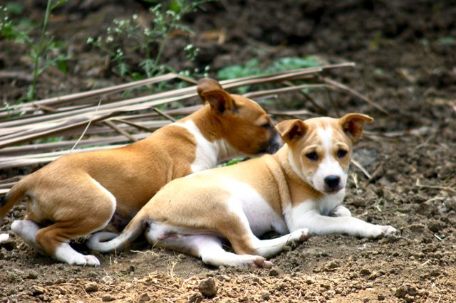 erkek köpek isimleri ve anlamları