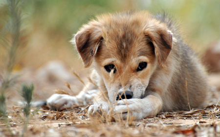 erkek köpek isimleri ve anlamları