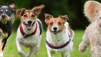 erkek köpek isimleri ve anlamları