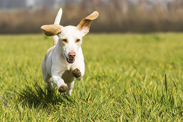 erkek köpek isimleri ve anlamları