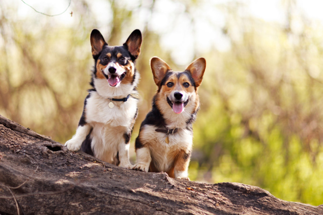 erkek köpek isimleri ve anlamları