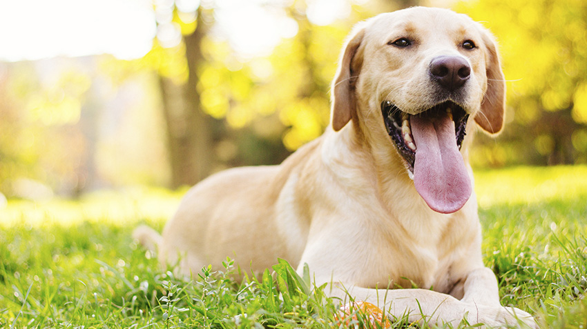 erkek köpek isimleri ve anlamları